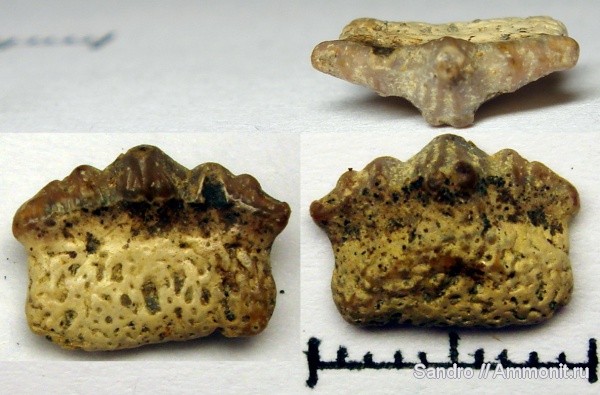 Polyacrodus, Acrodus
