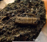 cf. Pentacrinus