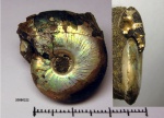 Garniericeras catenulatum