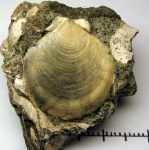Entolium erraticum нижняя створка