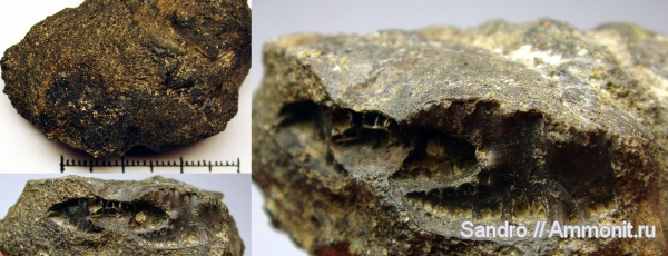 ?, Anadesmoceras