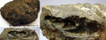 Anadesmoceras