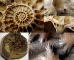 Arcthoplites cf yachromensis  в разрезе