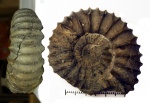 Pavlovia pavlovi