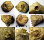 44200009 - Цистоидея Erinocystis sculpta Jaekel, 1899