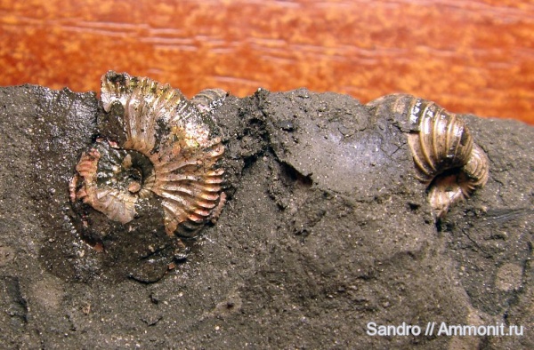 Amoeboceras, Trautscholdia, Trautscholdia cordata