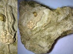 Dicromyocrinus ornatus
