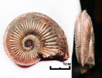 Amoeboceras alternoides