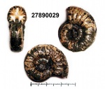 27890029 - Mirosphinctes