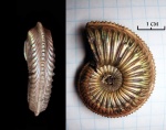 Amoeboceras