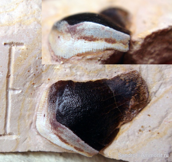 Petalodontiformes, Petalorhynchus, Petalodus