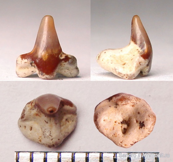 Squatina