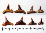Synechodus sp