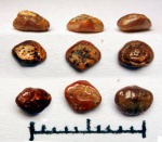 Turoniabatis
