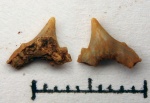 Protoscyliorhinus sp