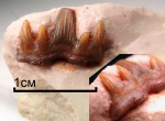 Glikmanius occidentalis
