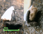 Glikmanius sp
