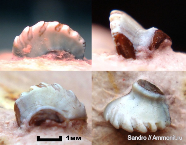Deltodus, Poecilodus, Holocephali, Cochliodontiformes, Deltodus circinans