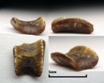 Solenodus