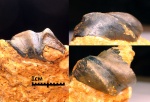 Deltoptychius sp