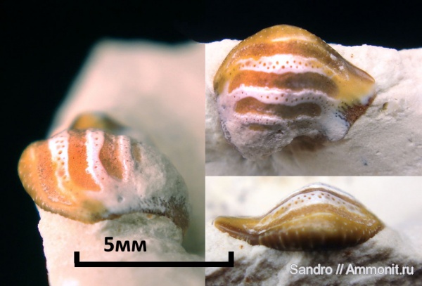 Deltodus