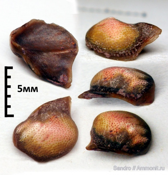 Deltodus