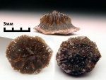Petrodus