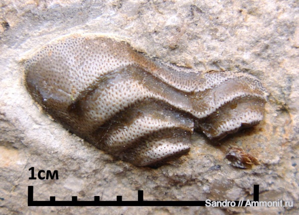Poecilodus, Poecilodus jonesi