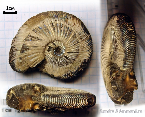 Virgatites, Virgatites gerassimovi