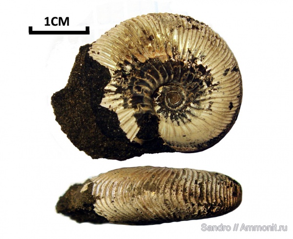 Virgatites, Virgatites gerassimovi