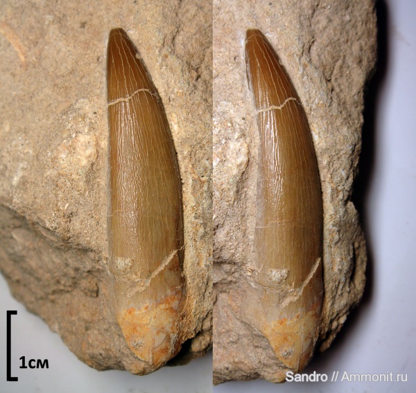 плезиозавры, Plesiosaurus, Plesiosaurus mauritanicus, Plesiosaurs