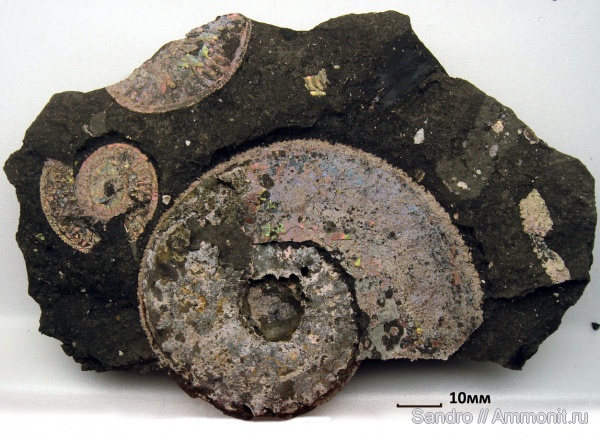 Amoeboceras