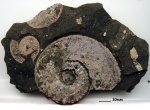 Плюшка Amoeboceras sp Плюшка Amoeboceras sp