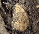 аптих Mirosphinctes аптих Mirosphinctes