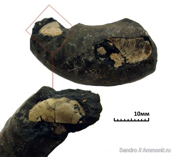 Mirosphinctes, аптихи, Aptychi