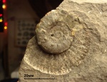 Mirosphinctes (Euaspidoceras) в глине Mirosphinctes (Euaspidoceras) в глине
