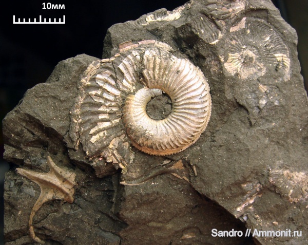 Amoeboceras
