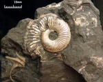 Маленький Amoeboceras в глине Маленький Amoeboceras в глине