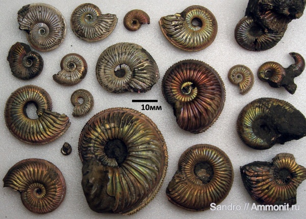 Amoeboceras