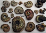 Amoeboceras spp.