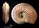 27890202 - Amoeboceras