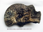 Virgatites gerassimovi Virgatites gerassimovi