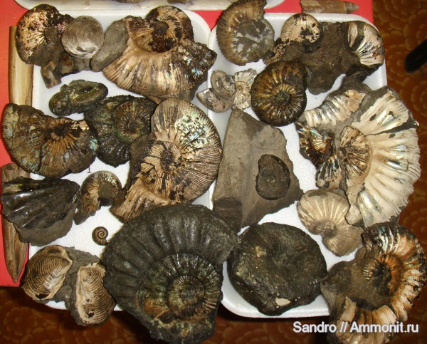 Virgatites, Dorsoplanites, Amoeboceras, Virgatites gerassimovi, отвалы метро