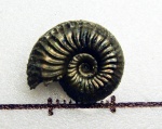 Московский Amoeboceras Московский Amoeboceras