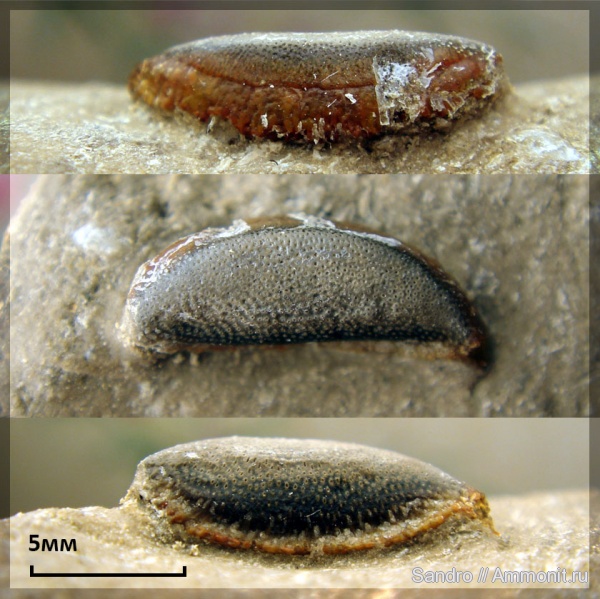 Copodus