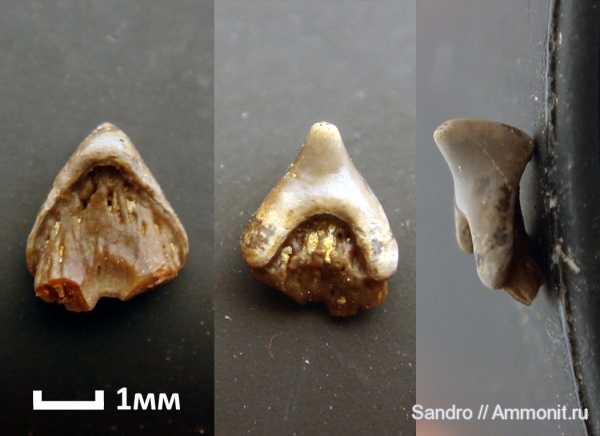 ?, Eugeneodontiformes