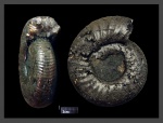 Dorsoplanites serus Dorsoplanites serus