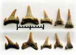 Eostriatolamia spp