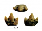 Heterodontus