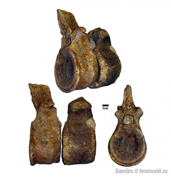 Plesiosaurus